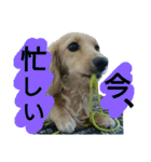 愛犬もにか（個別スタンプ：22）