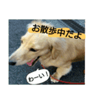 愛犬もにか（個別スタンプ：25）