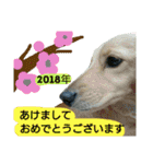 愛犬もにか（個別スタンプ：29）