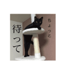 黒い猫うにまる₍˄·͈༝·͈˄₎（個別スタンプ：3）