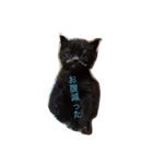 黒い猫うにまる₍˄·͈༝·͈˄₎（個別スタンプ：5）