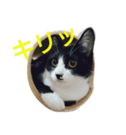 猫はのどをならす（個別スタンプ：1）