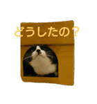 猫はのどをならす（個別スタンプ：5）