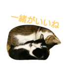 猫はのどをならす（個別スタンプ：8）