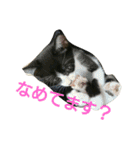 猫はのどをならす（個別スタンプ：12）