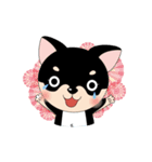 くろチワワのまめちゃんスタンプ♪NO.2（個別スタンプ：22）