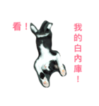 hellocats（個別スタンプ：1）