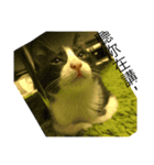 hellocats（個別スタンプ：4）