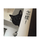 hellocats（個別スタンプ：5）