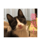 hellocats（個別スタンプ：6）