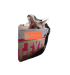 yes！reo！（個別スタンプ：5）