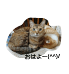 L＆C（個別スタンプ：15）