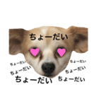 犬と書いてケンと読む（個別スタンプ：2）