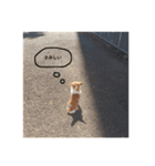 犬と書いてケンと読む（個別スタンプ：10）