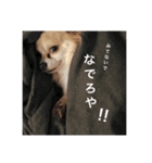 犬と書いてケンと読む（個別スタンプ：16）