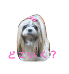 CREAdog（個別スタンプ：1）