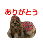 CREAdog（個別スタンプ：3）