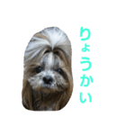 CREAdog（個別スタンプ：5）