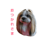 CREAdog（個別スタンプ：8）