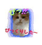 ペルシャ猫のシフォン 3（個別スタンプ：14）