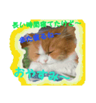 ペルシャ猫のシフォン 3（個別スタンプ：18）