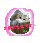 ペルシャ猫のシフォン 3（個別スタンプ：23）