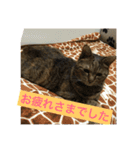 兄妹猫第2弾（個別スタンプ：20）