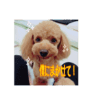 イトウ家のプーちゃん（個別スタンプ：3）