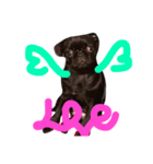 black pug TOTO（個別スタンプ：1）