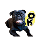 black pug TOTO（個別スタンプ：5）