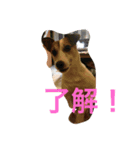 JRT AL＆JET（個別スタンプ：1）