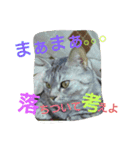 rara cat stamp2（個別スタンプ：11）