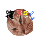 rara cat stamp2（個別スタンプ：12）