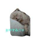 cat masa（個別スタンプ：2）