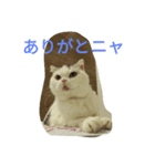 cat masa（個別スタンプ：6）