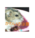 hamster maron（個別スタンプ：4）