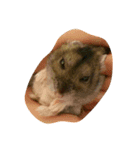 hamster maron（個別スタンプ：6）