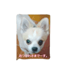 ノホホンチワワンとクマ（個別スタンプ：1）