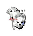 ノホホンチワワンとクマ（個別スタンプ：3）