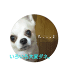 ノホホンチワワンとクマ（個別スタンプ：7）