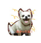 ノホホンチワワンとクマ（個別スタンプ：8）