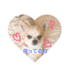 ノホホンチワワンとクマ（個別スタンプ：9）