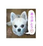 ノホホンチワワンとクマ（個別スタンプ：13）