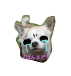 ノホホンチワワンとクマ（個別スタンプ：16）