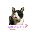 三毛猫の毎日（個別スタンプ：1）