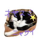 三毛猫の毎日（個別スタンプ：5）