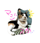 三毛猫の毎日（個別スタンプ：6）