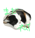 三毛猫の毎日（個別スタンプ：8）