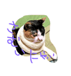 三毛猫の毎日（個別スタンプ：9）