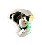 三毛猫の毎日（個別スタンプ：10）